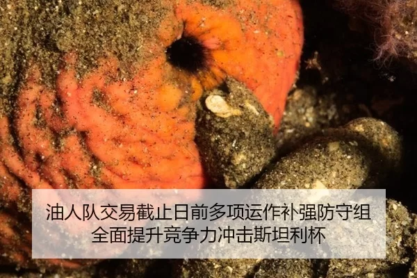 油人队交易截止日前多项运作补强防守组 全面提升竞争力冲击斯坦利杯